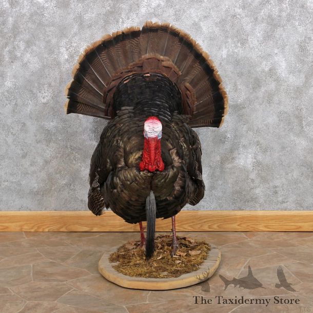 Wild Turkey Strutting Life Size Taxidermy Mount #12320 For Sale @ The Taxidermy Store