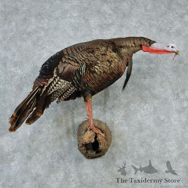 Eastern Wild Turkey Taxidermy Mount #12865 For Sale @ The Taxidermy Store
