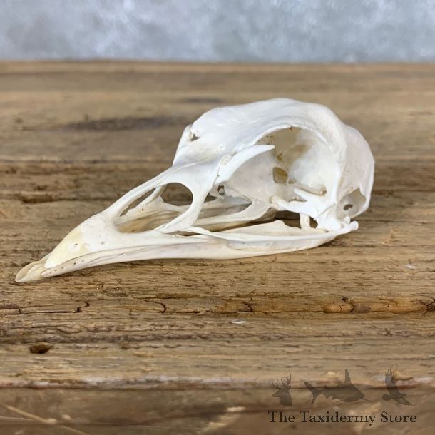 Turkey Bird Skull For Sale #22261 @ The Taxidermy Store