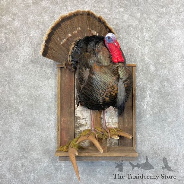 Turkey Mount For Sale #24533 @ The Taxidermy Store