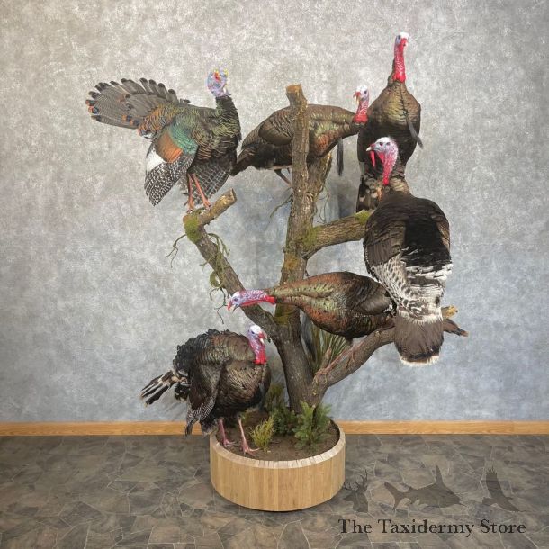 Turkey World Slam Display For Sale #24853 @ The Taxidermy Store