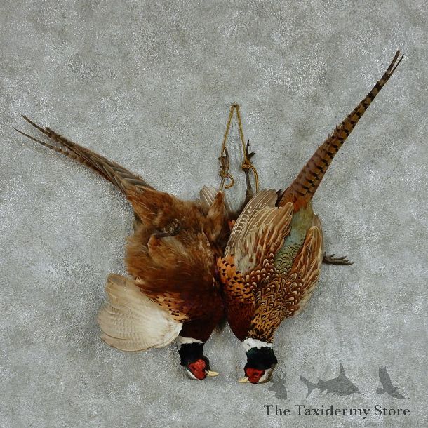 Harvest Ringneck Pheasant Pair Taxidermy Mount #13131 For Sale @ The Taxidermy Store