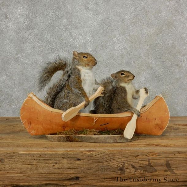 Two Novelty Canoe Grey Squirrels 17100 @The Taxidermy Store