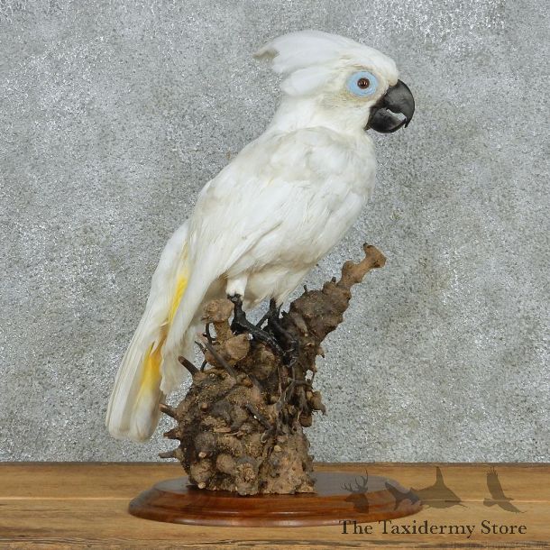 White Cockatoo Life Size Taxidermy Mount #13074 For Sale @ The Taxidermy Store