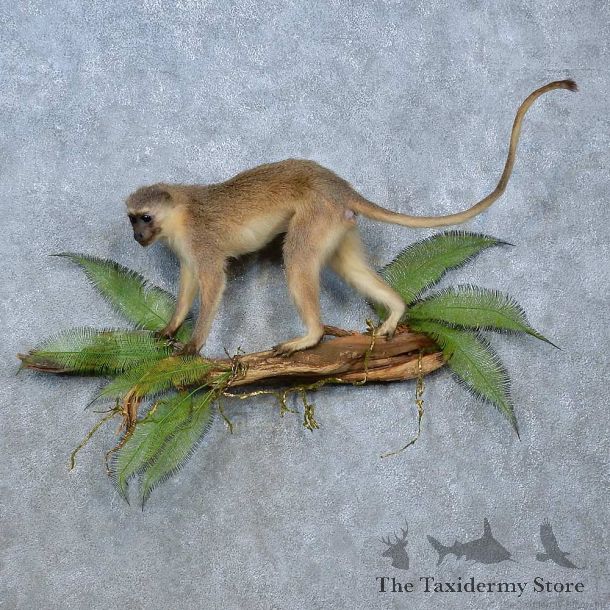 Vervet Monkey Life-Size Mount For Sale #15357 @ The Taxidermy Store