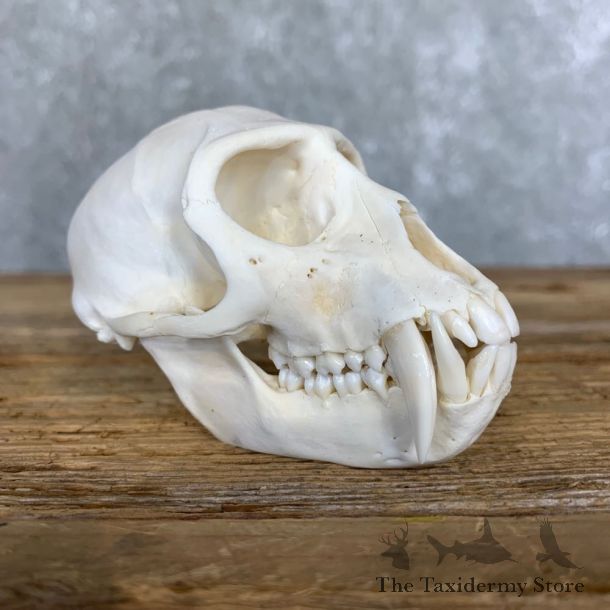Vervet Monkey Full Skull Mount For Sale #21795 @ The Taxidermy Store