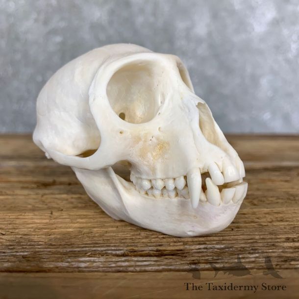 Vervet Monkey Full Skull Mount For Sale #21796 @ The Taxidermy Store