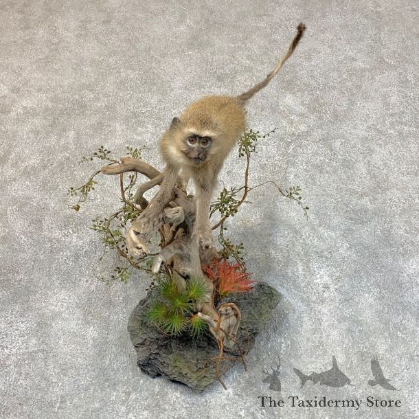 Vervet Monkey Life-Size Mount For Sale #22720 @ The Taxidermy Store