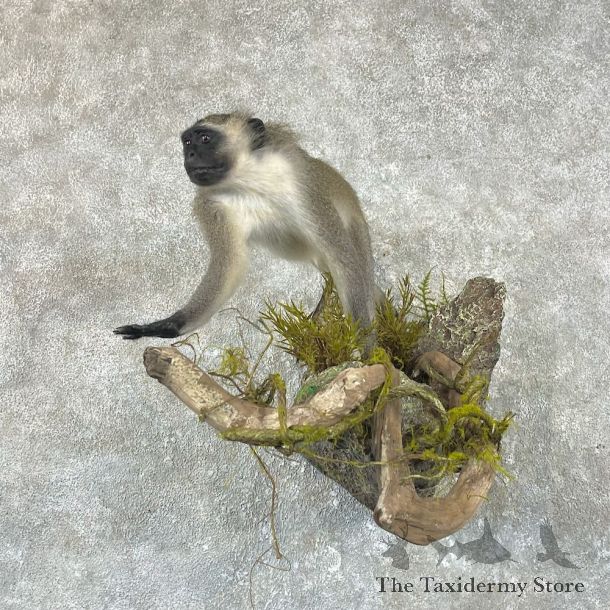 Vervet Monkey Life-Size Mount For Sale #26038 @ The Taxidermy Store