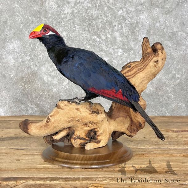 Violet Turaco Bird Mount For Sale #27958 @ The Taxidermy Store