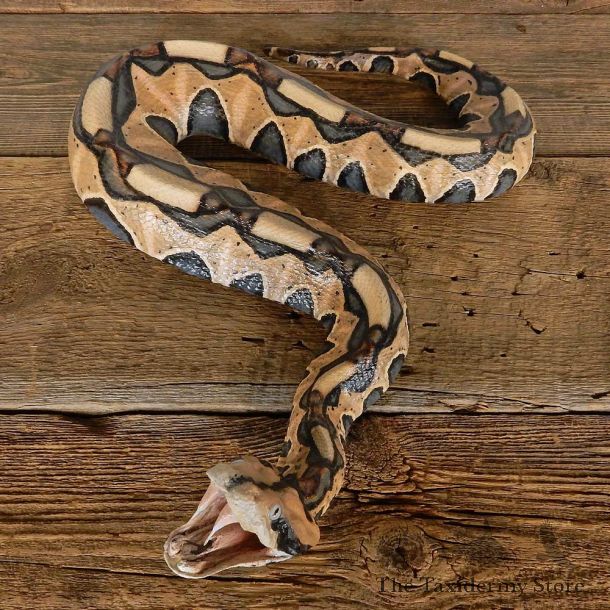 Gaboon Viper Snake Replica Reproduction Mount For Sale #14206 @ The Taxidermy Store