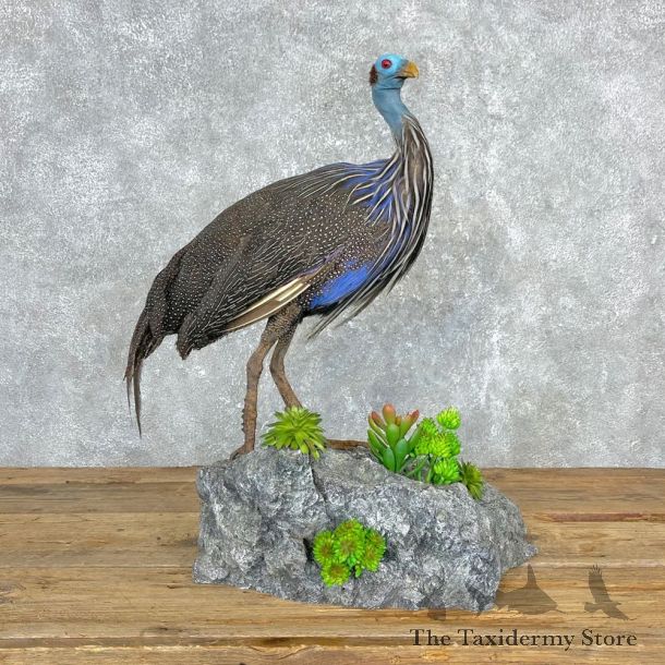Vulturine Guineafowl Bird Mount For Sale #24402 @ The Taxidermy Store