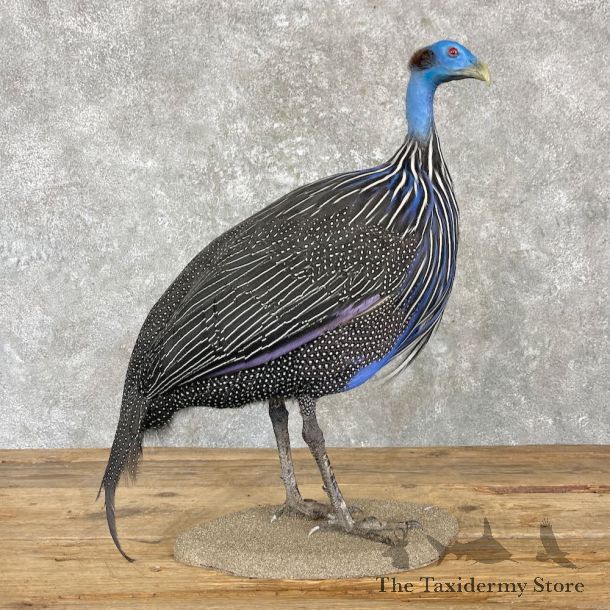 Vulturine Guineafowl Bird Mount For Sale #27167 @ The Taxidermy Store