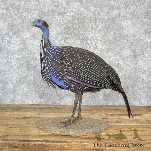 Vulturine Guineafowl Bird Mount For Sale #27168 @ The Taxidermy Store