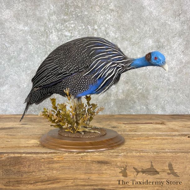 Vulturine Guineafowl Bird Mount For Sale #27169 @ The Taxidermy Store