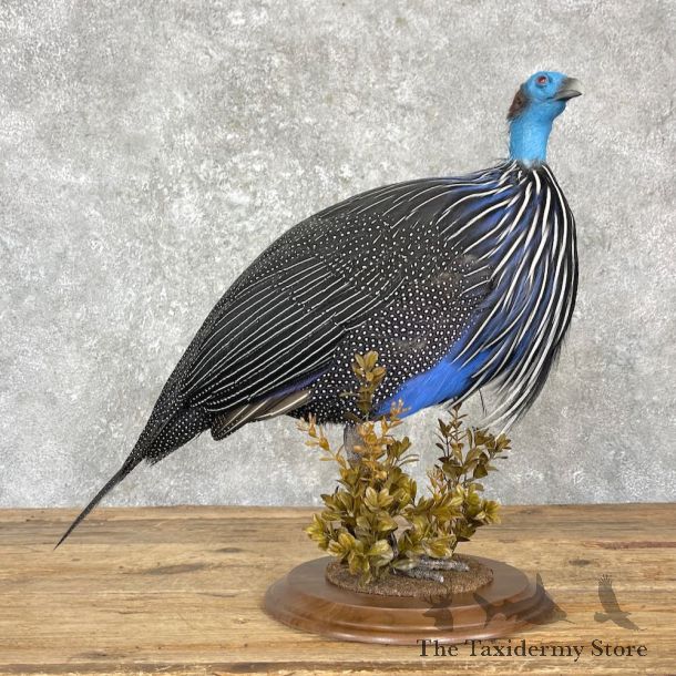 Vulturine Guineafowl Bird Mount For Sale #27208 @ The Taxidermy Store