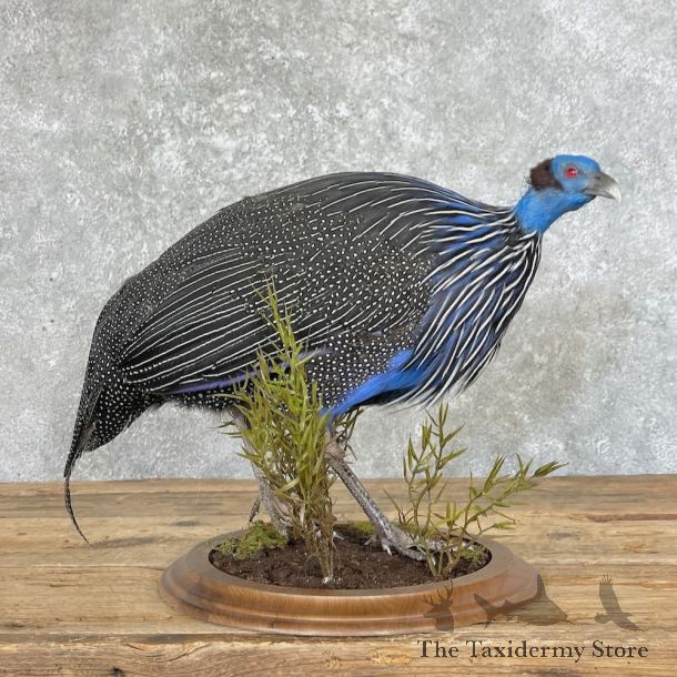 Vulturine Guineafowl Bird Mount For Sale #27591 @ The Taxidermy Store