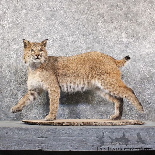 Standing Life Size Bobcat Mount #11631 For Sale @ The Taxidermy Store