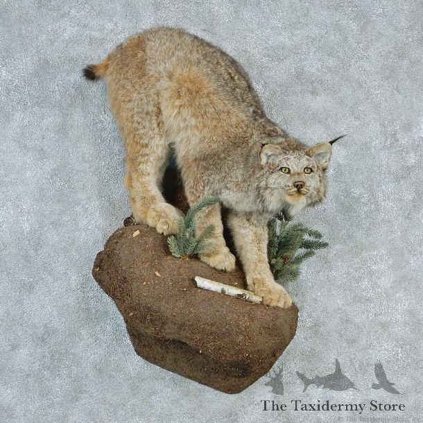 Alaskan Lynx Standing Taxidermy Mount #12733 For Sale @ The Taxidermy Store