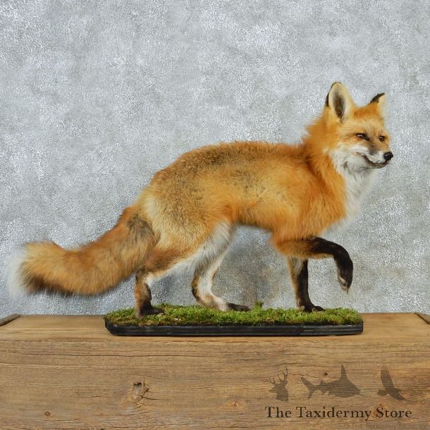 Alaskan Red Fox Walking Taxidermy Mount #12673 For Sale @ The Taxidermy Store