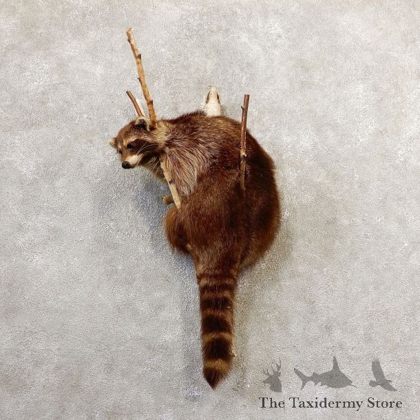 Wall-Hanging Raccoon Mount For Sale #19318 @ The Taxidermy Store
