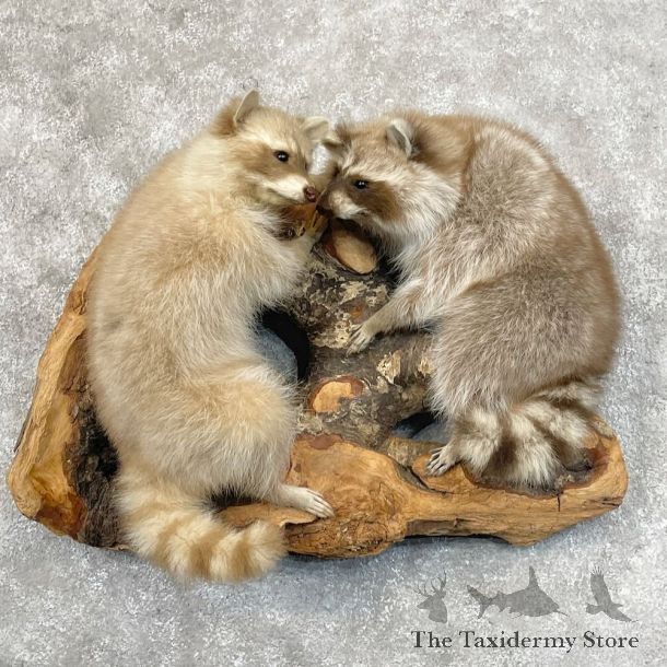 Wall-Hanging Raccoon Mount For Sale #28424 @ The Taxidermy Store