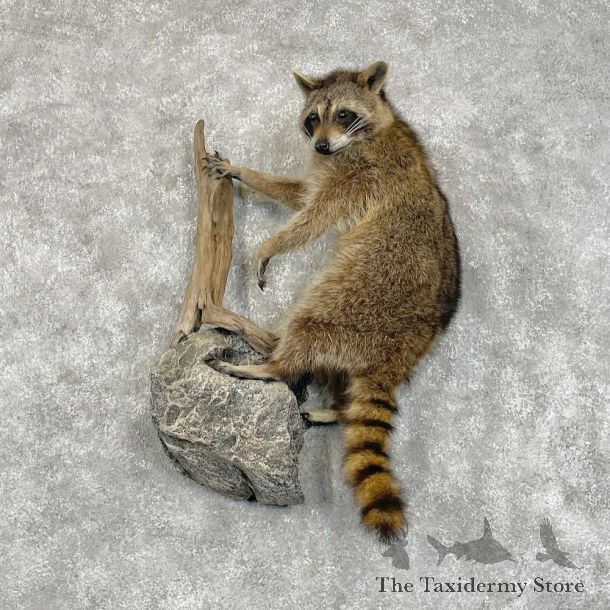 Wall-Hanging Raccoon Mount For Sale #28451 @ The Taxidermy Store