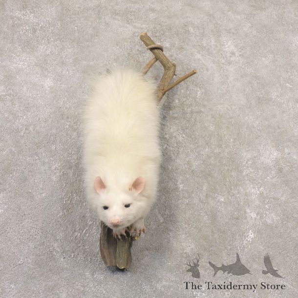 Wall Hanging Albino Opossum Mount For Sale #22531 @ The Taxidermy Store