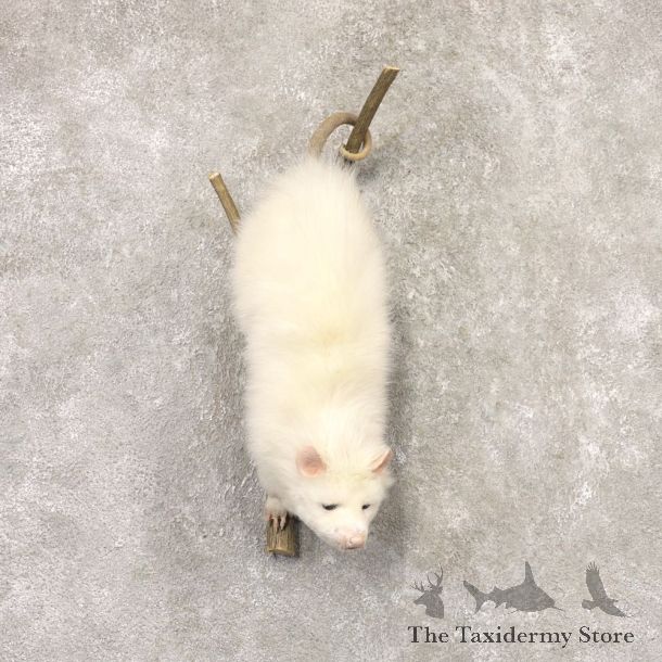 Wall Hanging Albino Opossum Mount For Sale #22532 @ The Taxidermy Store