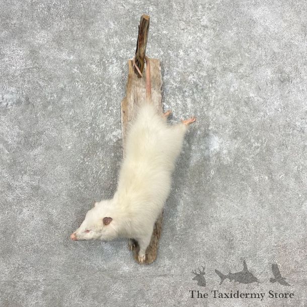 Wall Hanging Albino Opossum Mount For Sale #26812 @ The Taxidermy Store