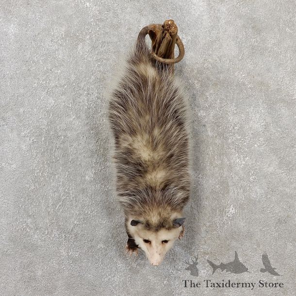 Wall Hanging Opossum Mount For Sale #19072 @ The Taxidermy Store