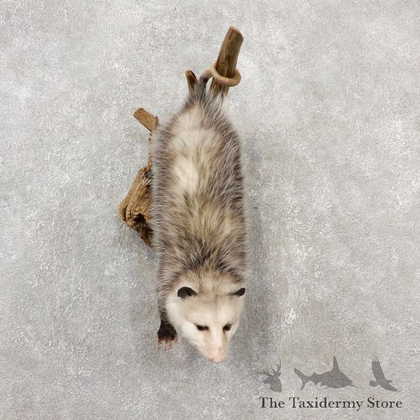 Wall Hanging Opossum Mount For Sale #19076 @ The Taxidermy Store