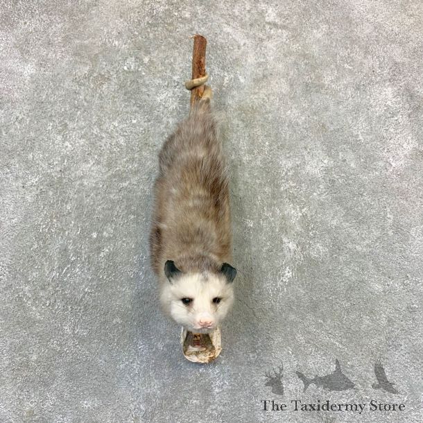 Wall Hanging Opossum Mount For Sale #23195 @ The Taxidermy Store