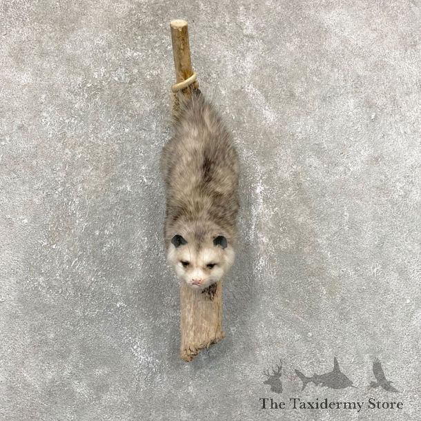 Wall Hanging Opossum Mount For Sale #24282 @ The Taxidermy Store