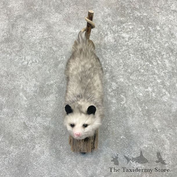 Wall Hanging Opossum Mount For Sale #27627 @ The Taxidermy Store
