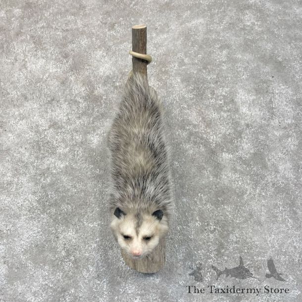 Wall Hanging Opossum Mount For Sale #28720 @ The Taxidermy Store