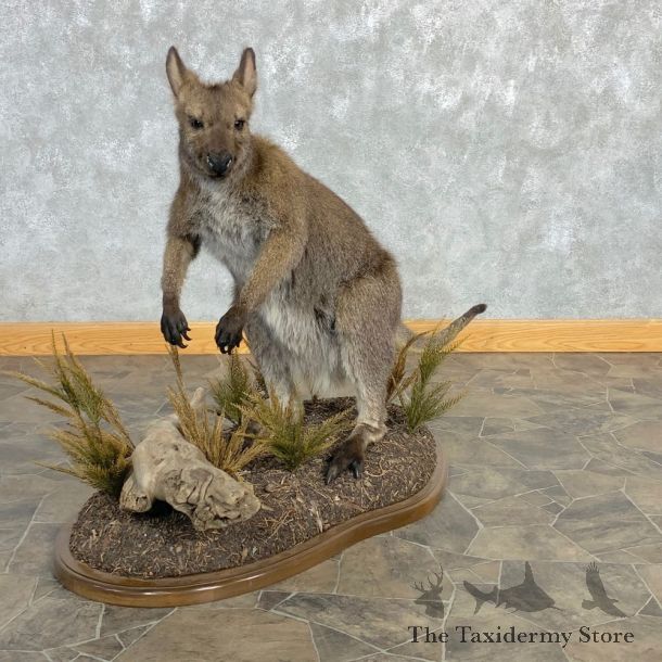 Wallaby Life-Size Taxidermy Mount For Sale #22470 @ The Taxidermy Store