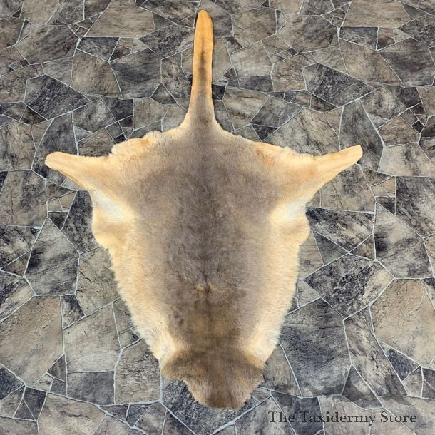 Wallaby Rug Mount For Sale #21860 @ The Taxidermy Store
