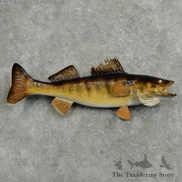 Walleye Freshwater Fish Mount For Sale #16066 @ The Taxidermy Store