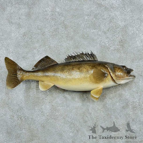 Walleye Life Size Freshwater Fish Mount #13500 For Sale @ The Taxidermy Store