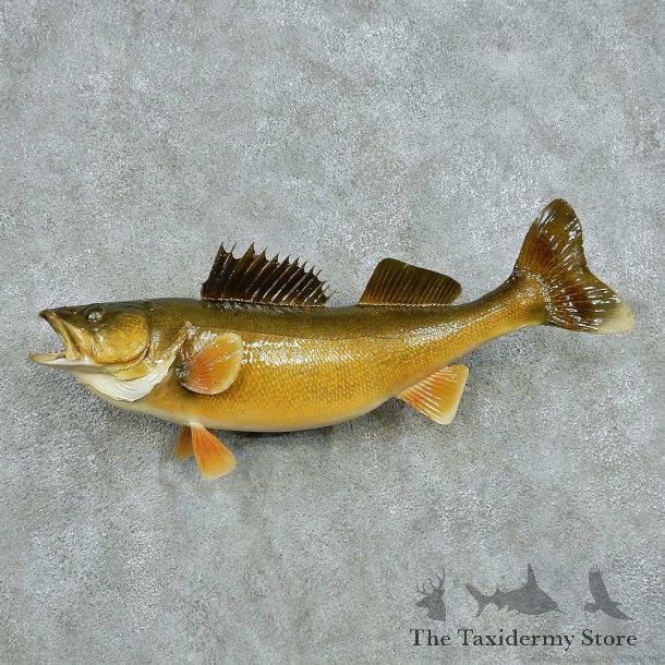 Walleye Life Size Freshwater Fish Mount #13501 For Sale @ The Taxidermy Store