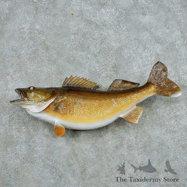 Walleye Life Size Freshwater Fish Mount #13502 For Sale @ The Taxidermy Store