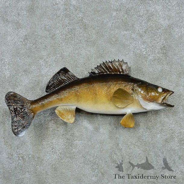 Walleye Life Size Freshwater Fish Mount #13505 For Sale @ The Taxidermy Store