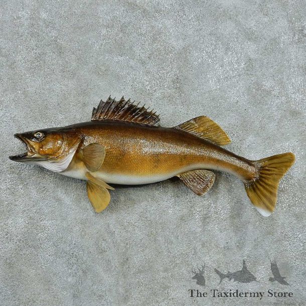 Walleye Life Size Freshwater Fish Mount #13507 For Sale @ The Taxidermy Store
