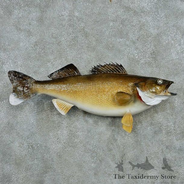 Walleye Freshwater Taxidermy Fish Mount #13508 For Sale @ The Taxidermy Store