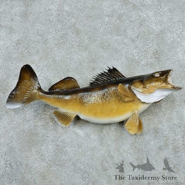 Walleye Freshwater Taxidermy Fish Mount #13509 For Sale @ The Taxidermy Store