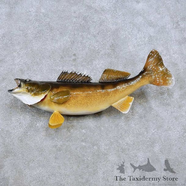 Walleye Mount For Sale #14478 @ The Taxidermy Store