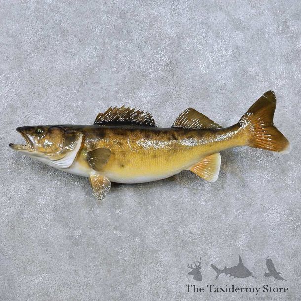 Walleye Freshwater Fish Mount For Sale #14481 @ The Taxidermy Store