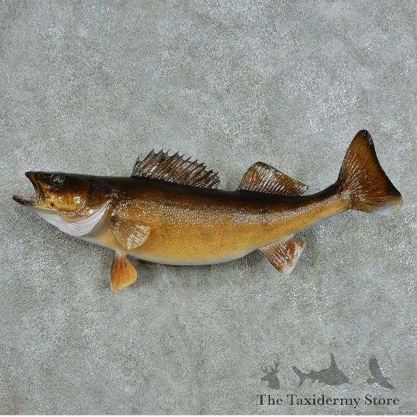 Walleye Life-Size Mount #13534 For Sale @ The Taxidermy Store