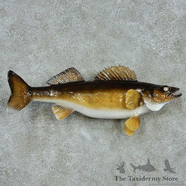 Walleye Life-Size Mount #13535 For Sale @ The Taxidermy Store